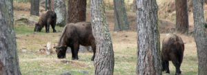Takins grazing in the forested Takin Preserve sanctuary in Bhutan surrounded by pine trees and natural habitat.