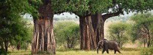 African elephant walking among giant baobab trees in Tarangire National Park, Tanzania
