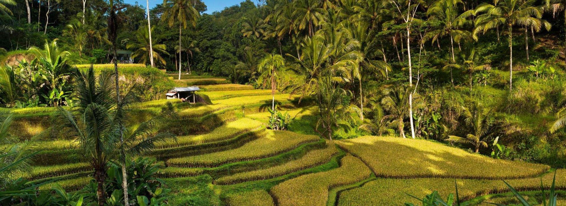 Lush green Tegallalang Rice Terraces surrounded by tropical palm trees near Ubud in Bali, Indonesia.