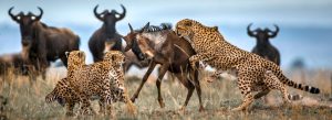 Cheetahs hunting a wildebeest during the Great Migration in Masai Mara National Reserve, Kenya