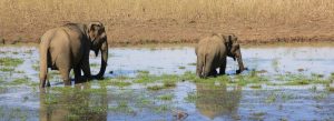 Elephants walking through wetlands during a safari in Yala National Park, Sri Lanka.