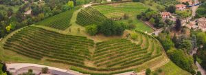 Rolling vineyards around Conegliano Veneto in Italy with lush green hills and scenic countryside landscapes.