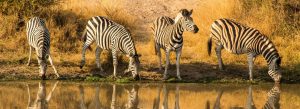Group of zebras drinking water at a waterhole in Kruger National Park, South Africa.