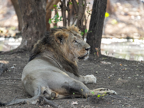 Gir National Park