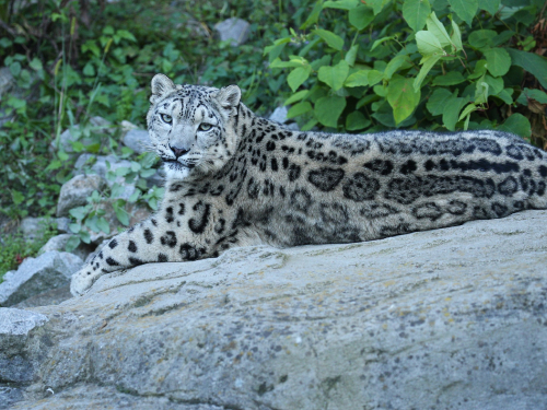 Himalayan Snow Leopard Expeditions 