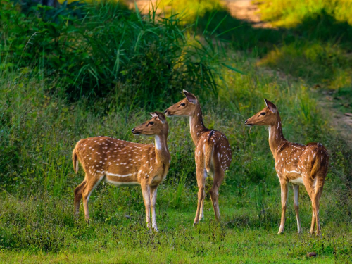 Kanha National Park