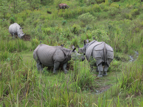 Kaziranga National Park