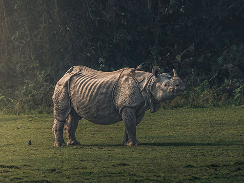 Manas National Park