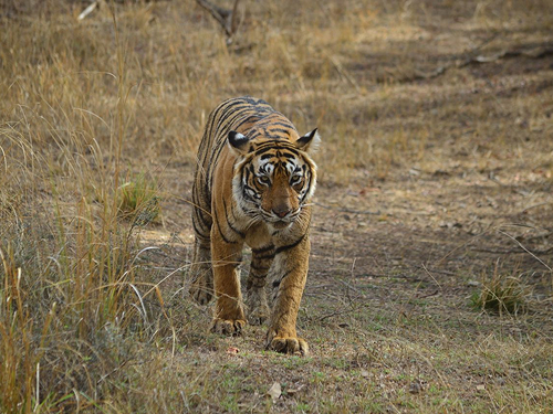 Ranthambore National Park