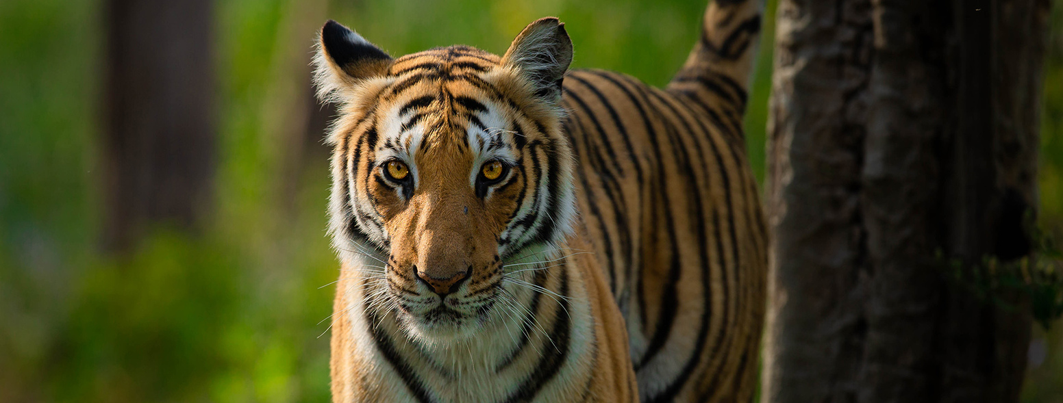 Top 7 Wildlife Tiger Safari Destinations
